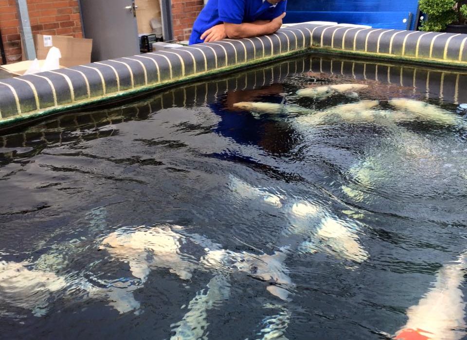 Absolute Koi Koi Dealers Retford, United Kingdom