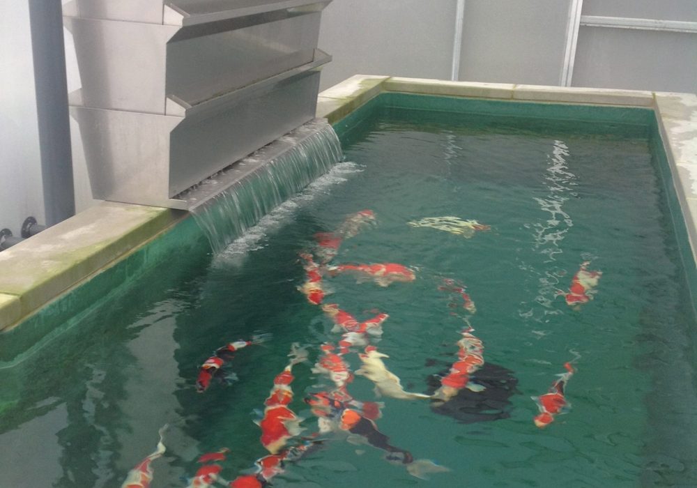 Absolute Koi Koi Dealers Retford, United Kingdom